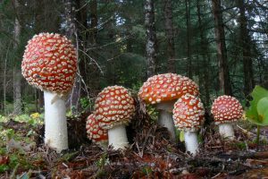 Amanita Muscaria