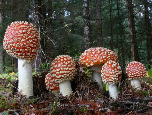 Amanita Muscaria